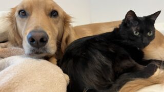 犬や猫のペット探しは三重県の探偵事務所フリースタイルへ